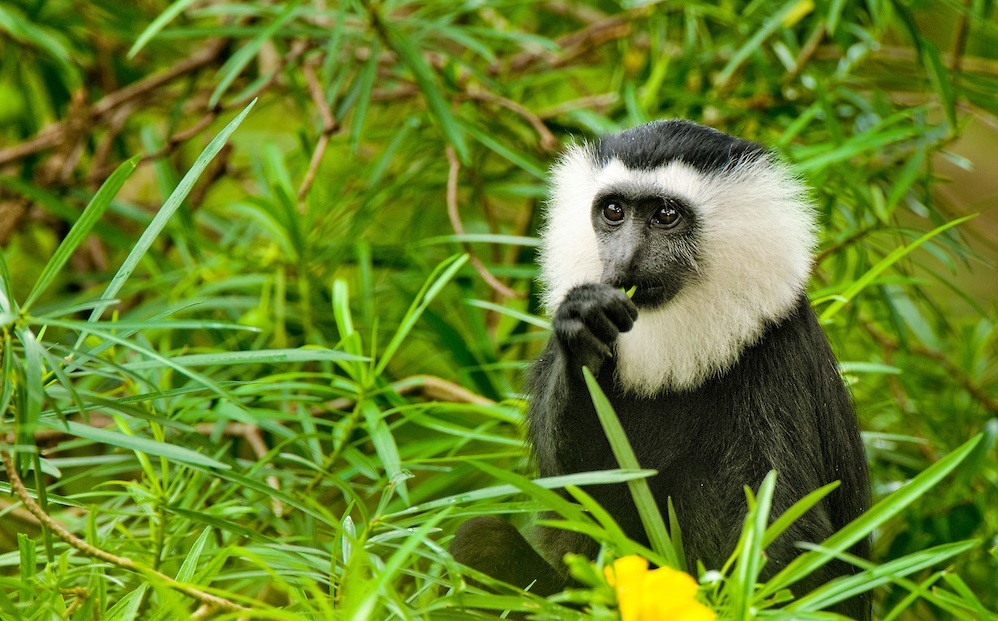 Ghana's Sacred Monkeys - bioGraphic