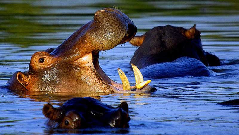 Enhancing Community Resource Management- The Case of Wechiau Hippopotamus  Sanctuary 2 - Agrointroductions Ghana