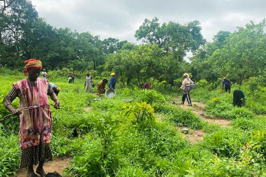 Ghana Shea Landscape Emission Reductions Project