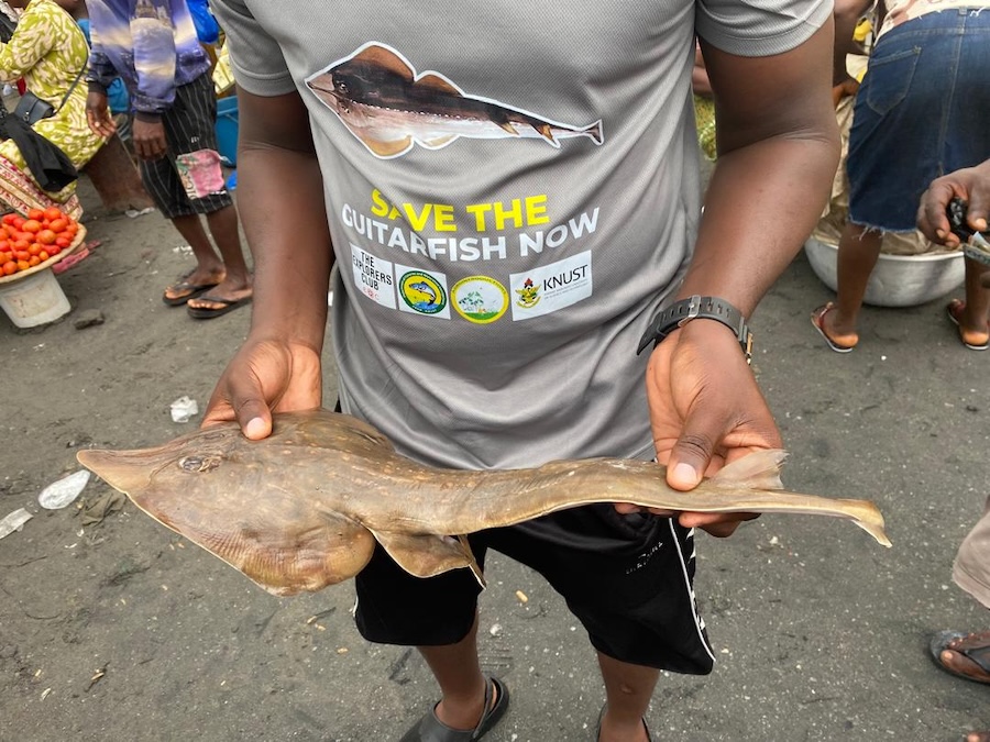 Marine Guardians of the Blackchin Guitarfish in Ghana’s Coastal Waters — photo 2