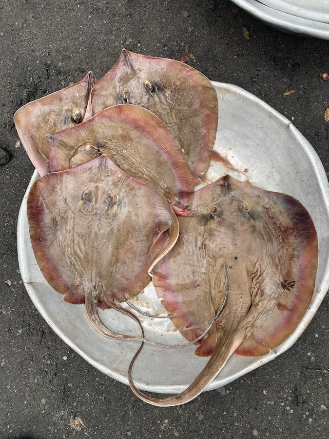 Marine Guardians of the Blackchin Guitarfish in Ghana’s Coastal Waters — photo 3