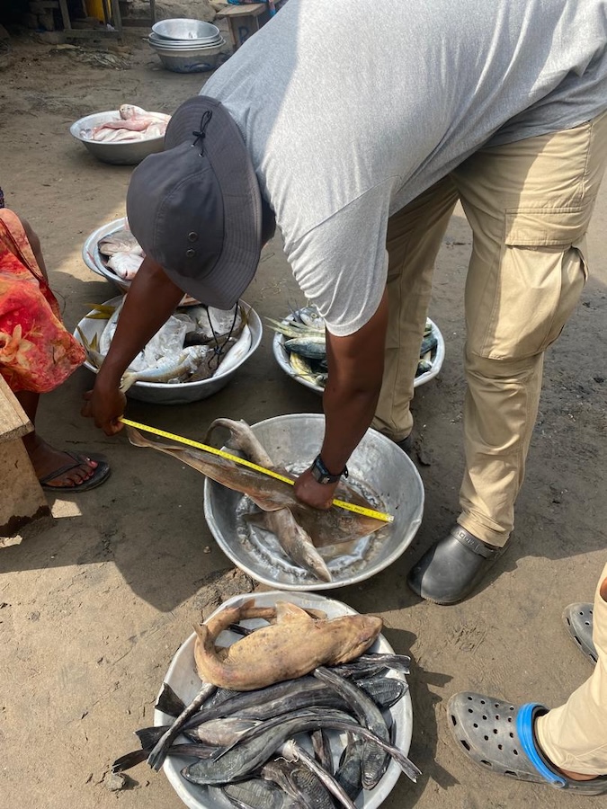 Marine Guardians of the Blackchin Guitarfish in Ghana’s Coastal Waters — photo 4