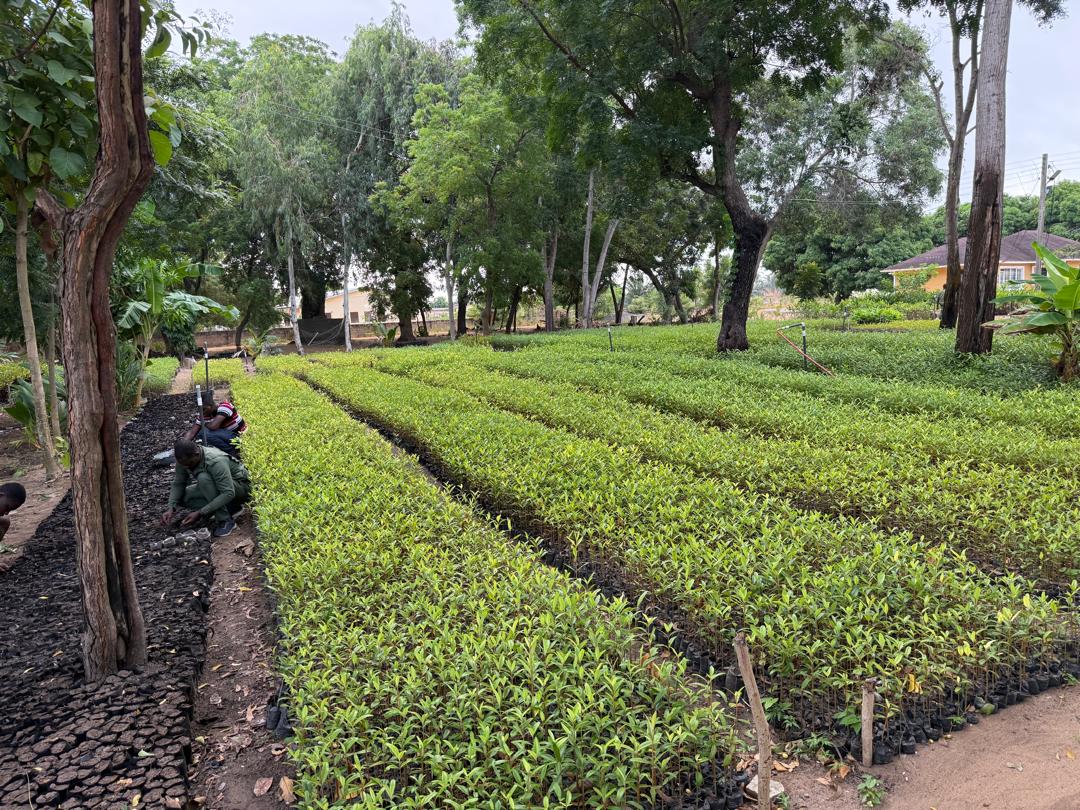 Improving Resilience of Coastal Communities in Ghana: Supply of High-Quality Mangrove Seedlings for Mangrove Restoration