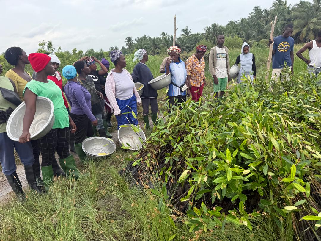 Improving Resilience of Coastal Communities in Ghana: Supply of High-Quality Mangrove Seedlings for Mangrove Restoration — photo 2