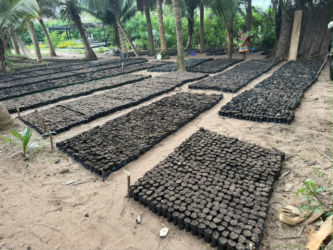 Improving Resilience of Coastal Communities in Ghana: Supply of High-Quality Mangrove Seedlings for Mangrove Restoration — photo 3