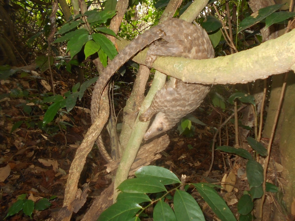 Scaling Up Pangolin Conservation in Ghana — photo 2