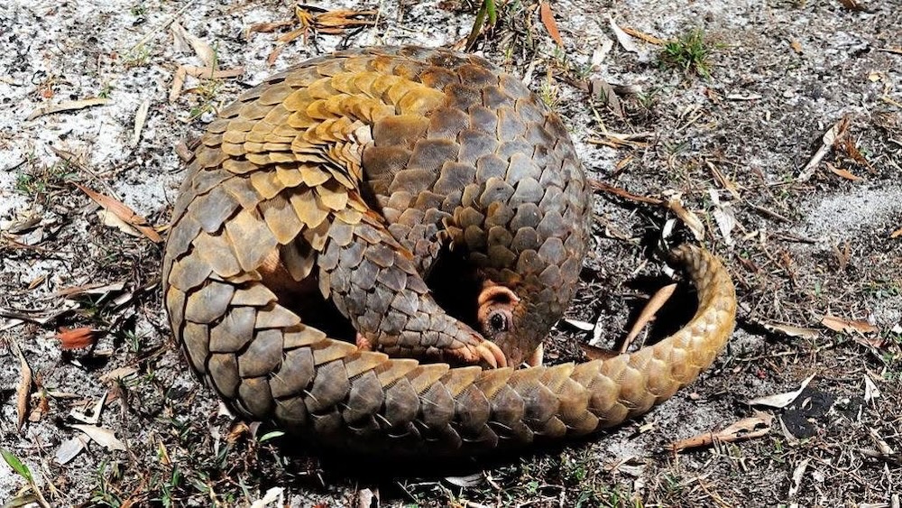 Scaling Up Pangolin Conservation in Ghana — photo 3