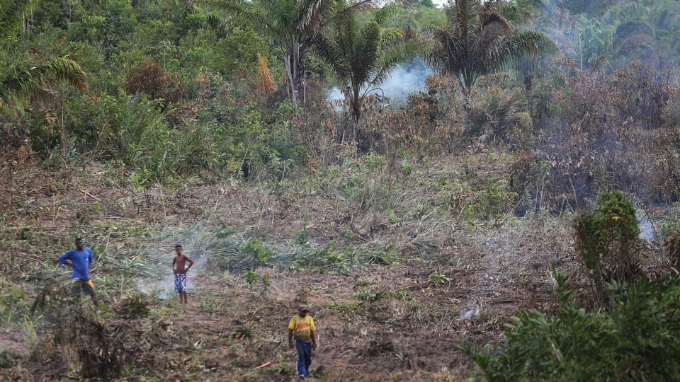 Forest degradation and deforestation