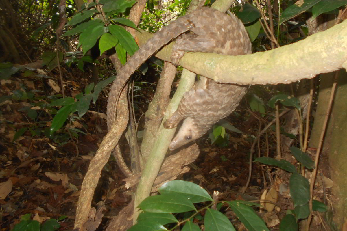 Promoting Pangolin Conservation in Ghana