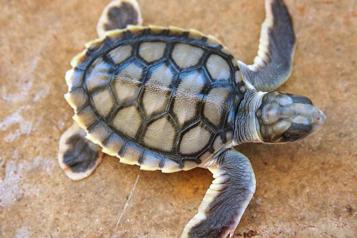 Sea turtle and Coastal Resource Conservation in Ghana;