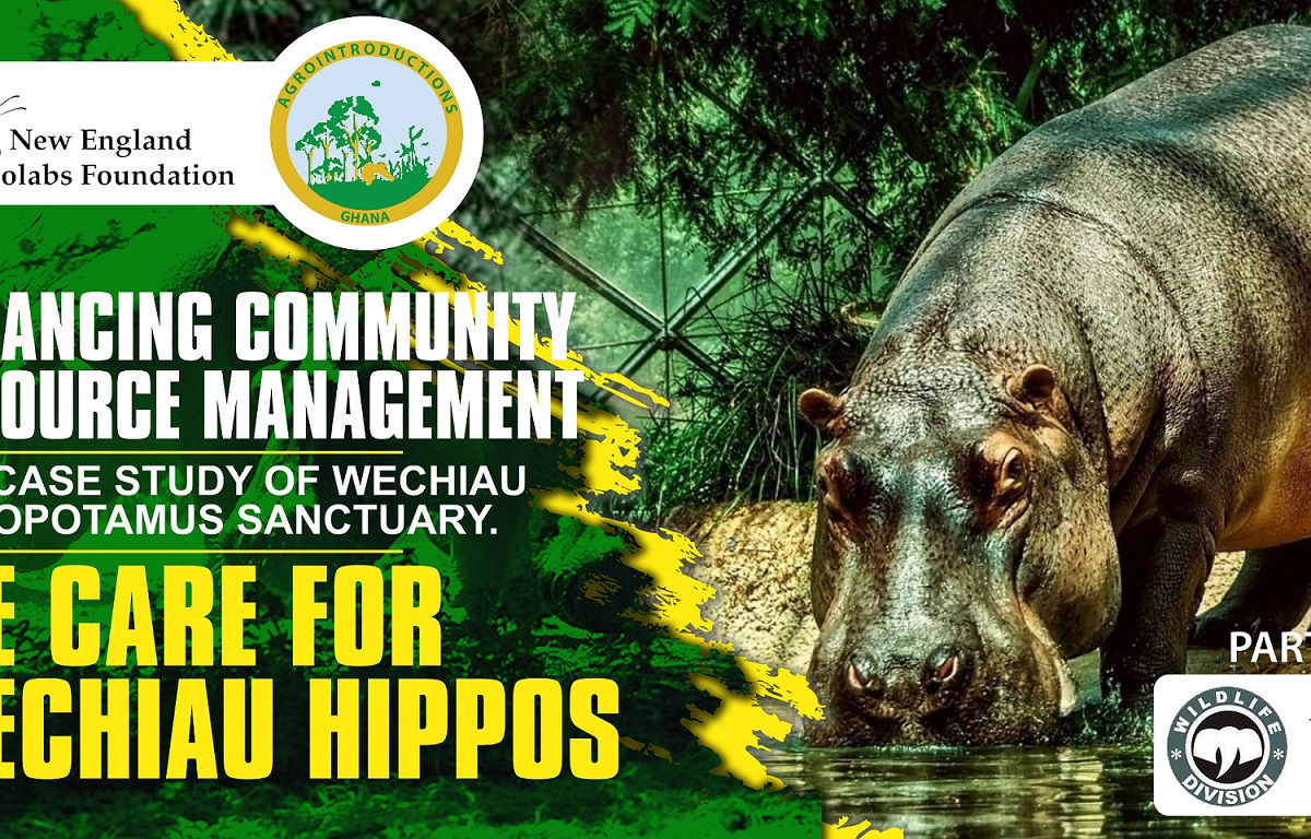 Save The Wechiau Community Hippos Now!