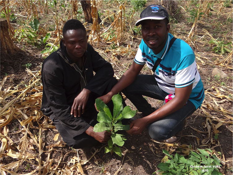 AIG Cashew Project under our Livelihood Empowerment programs