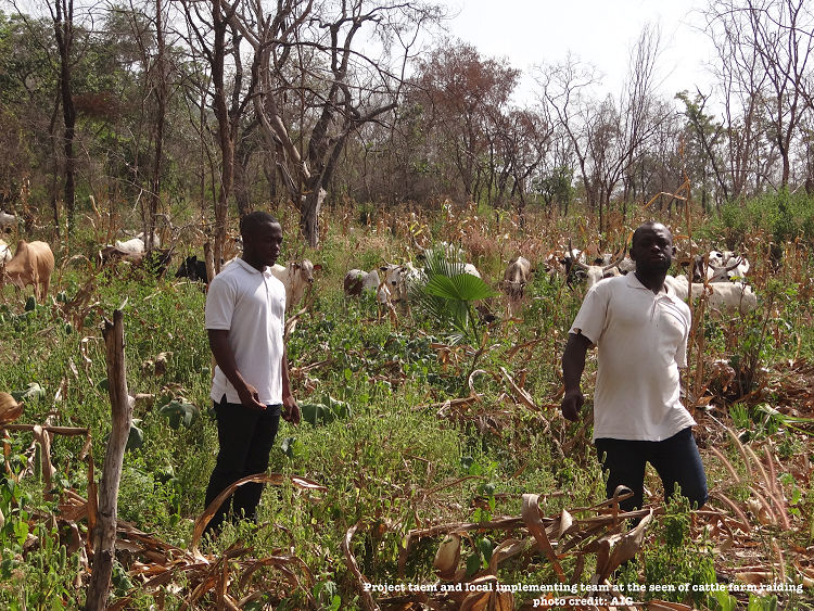 Working with Stakeholders reduce Cattle Raiding by Fulani Herdsmen in the Bole Diatrict  Cattle herdmen