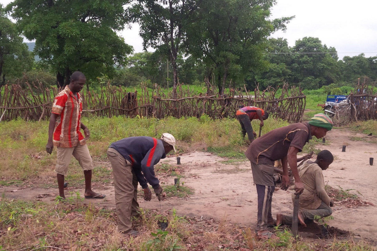 Establishing Community Woodlot and Cashew Plantation for carbon mitigation and economic benefits in Bole district of Ghana