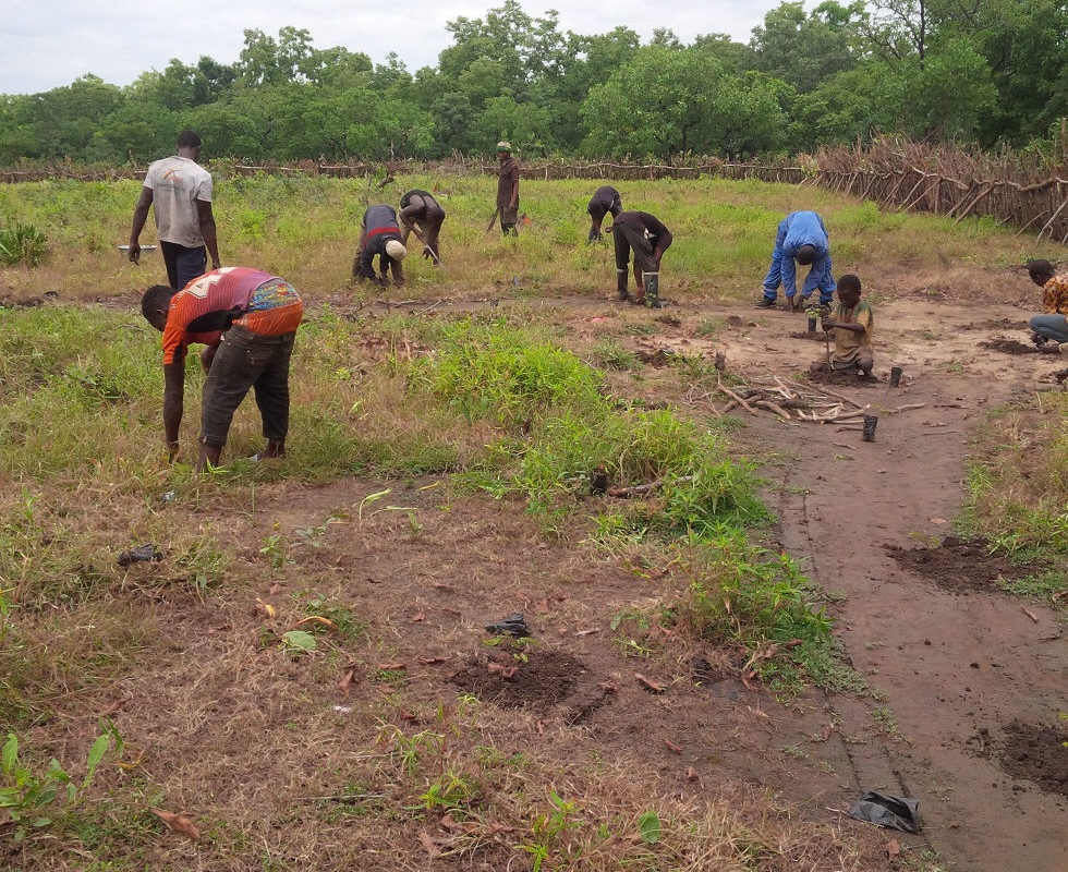 Establishing Community Woodlot and Cashew Plantation for carbon mitigation and economic benefits in Bole district of Ghana