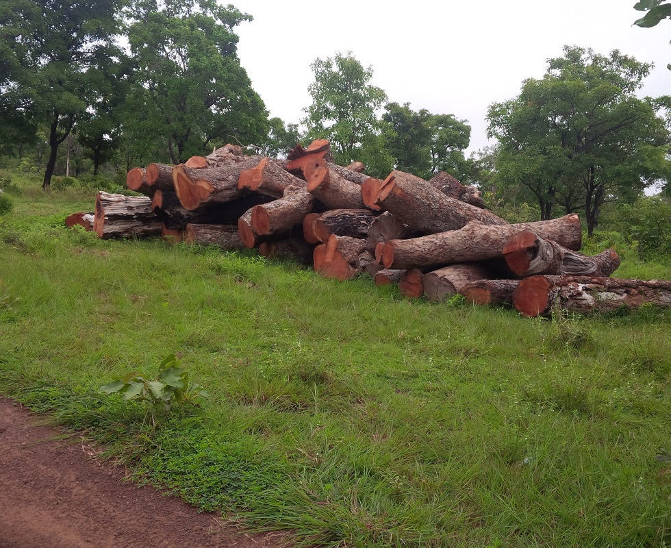 Reducing the over exploitation of Rosewood in Northern Ghana