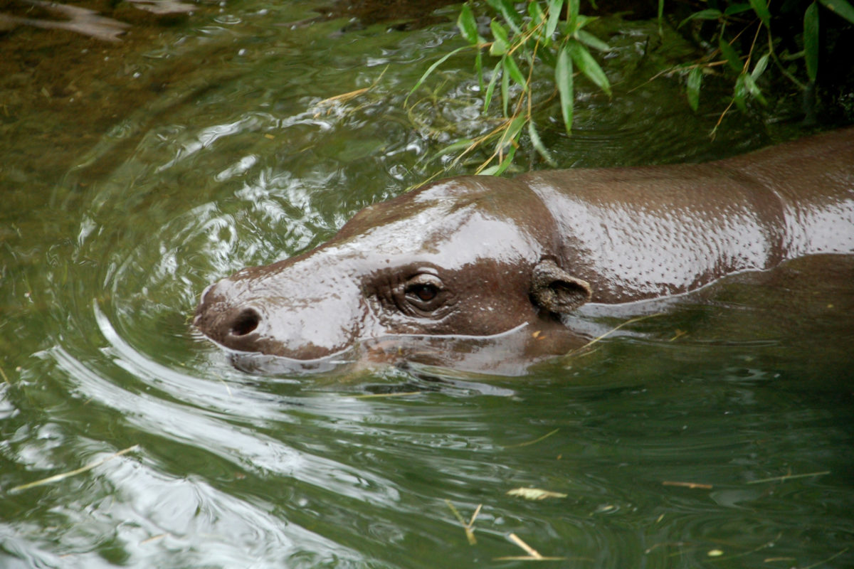 Migrant Hippos in Ghana at Crossroads; Understanding their Conservation Needs to Fight Extinction