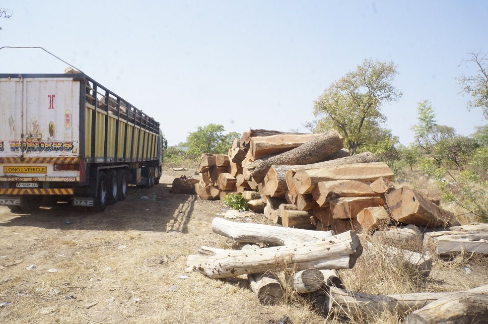 Reducing the over exploitation of Rosewood in Northern Ghana