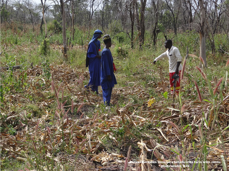 Working with Stakeholders reduce Cattle Raiding by Fulani Herdsmen in the Bole Diatrict  Cattle herdmen